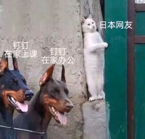 钉钉惨剧再来！日本出道，被小学生骂“变态”！中国网友：岂曰无课，与子同钉！