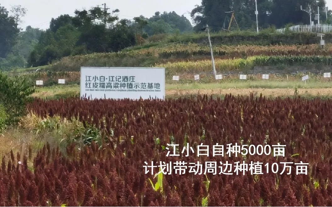 江小白早已进入新赛道，黑公关还在玩老套路