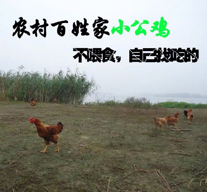 看了无数文案集，还是写不过淘宝体