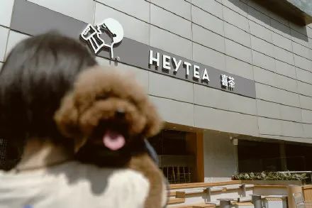 喜茶全国第一家“宠物店” 来了！网友：带狗子去相亲...
