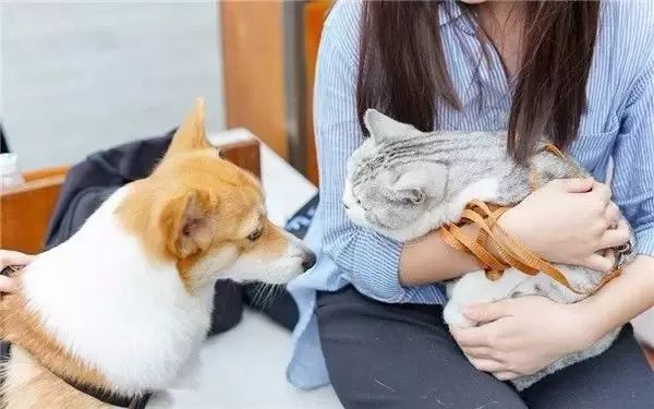 喜茶全国第一家“宠物店” 来了！网友：带狗子去相亲...