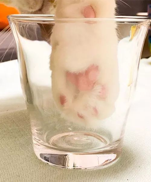 千万别让设计师养猫！
