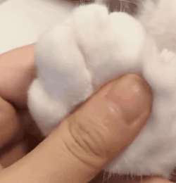 千万别让设计师养猫！