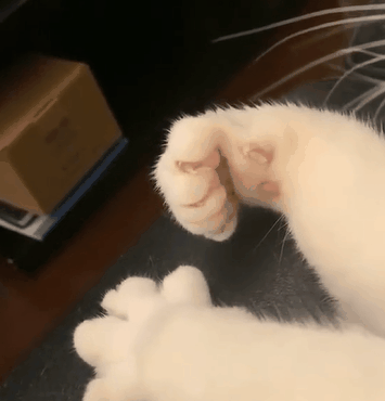 千万别让设计师养猫！