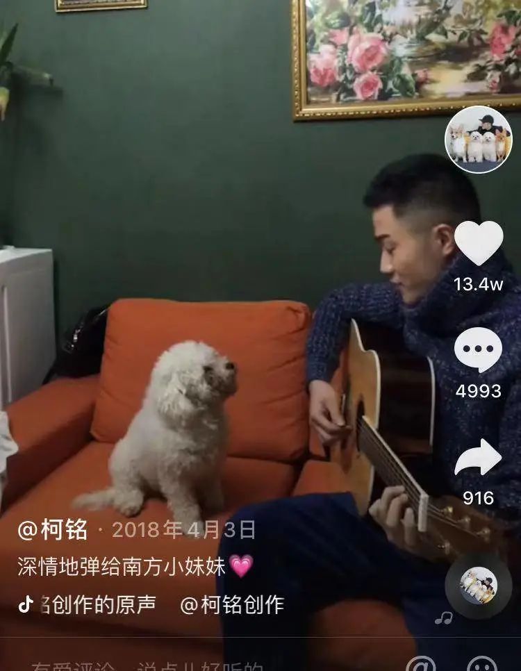 网友喊着发S卡，千万粉博主柯铭是如何将宠物创作流量变现的？