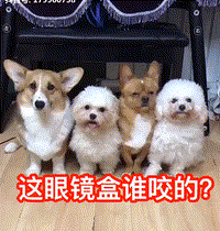 网友喊着发S卡，千万粉博主柯铭是如何将宠物创作流量变现的？