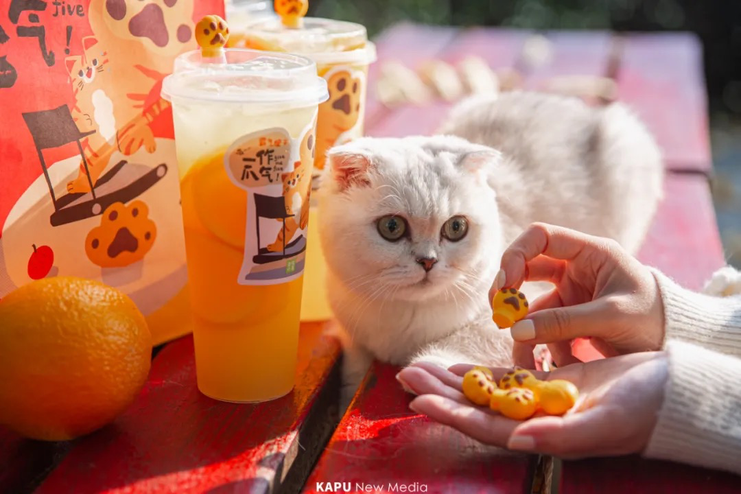 奈雪的茶开了家猫店,萌宠营销到底是怎么火起来的!