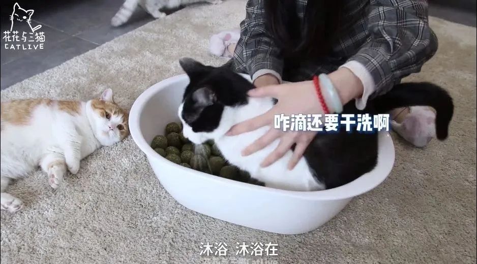 奈雪的茶开了家猫店,萌宠营销到底是怎么火起来的!
