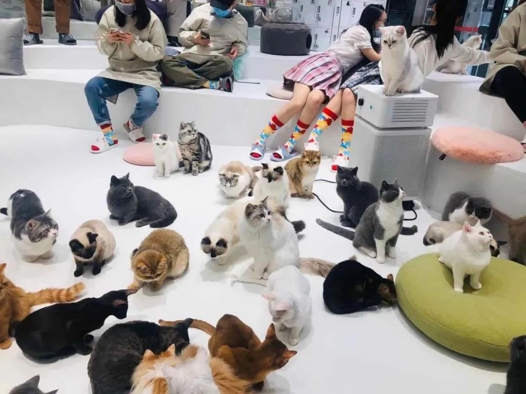 奈雪的茶开了家猫店,萌宠营销到底是怎么火起来的!