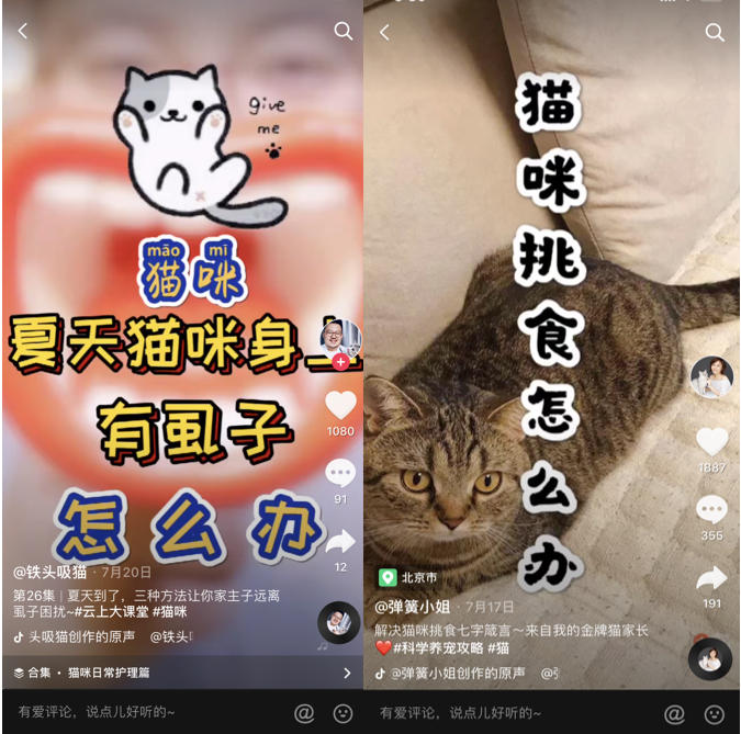 奈雪的茶开了家猫店,萌宠营销到底是怎么火起来的!