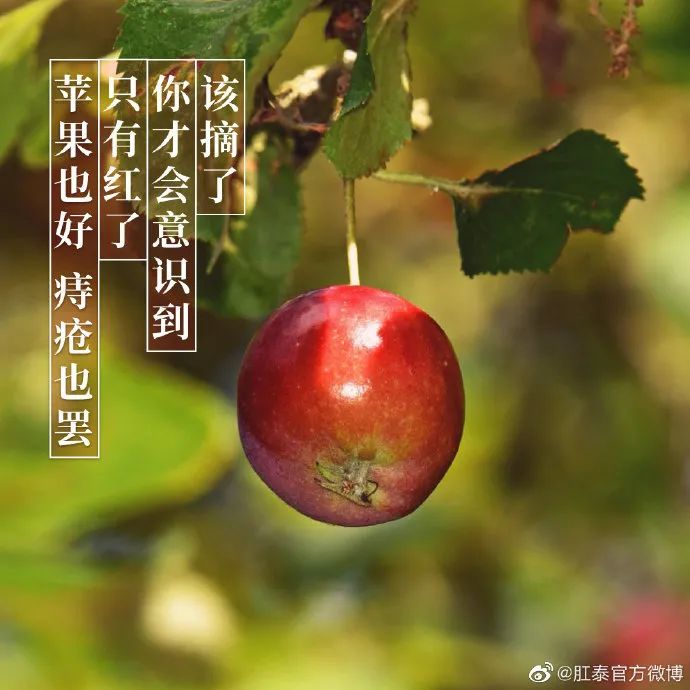 肛泰的微博文案，也太好玩了哈哈哈哈哈
