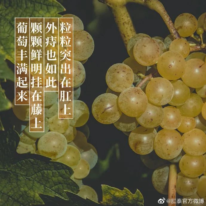 肛泰的微博文案，也太好玩了哈哈哈哈哈