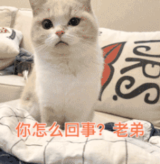 盲盒不是潮玩，只是赌博！