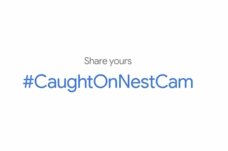 谷歌Nest Cam：当你不在家时，主子们都在干什么？