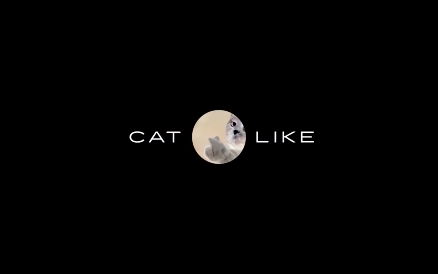凯迪拉克的猫片「喵」不可言
