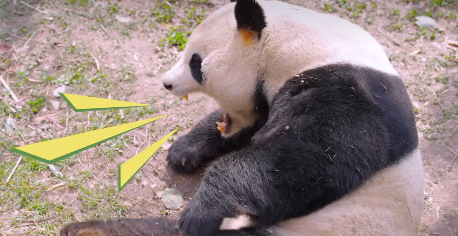 阴阳师x中国大熊猫研究保护中心公益活动