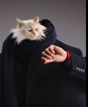 猫步如风：Choupette演绎宇舶表的奢华个性秀